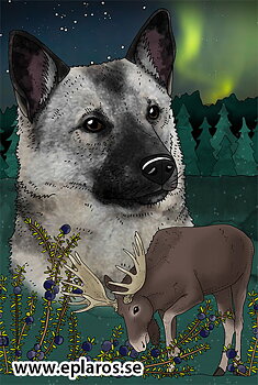 Vykort 10x15 cm Gråhund i norrsken