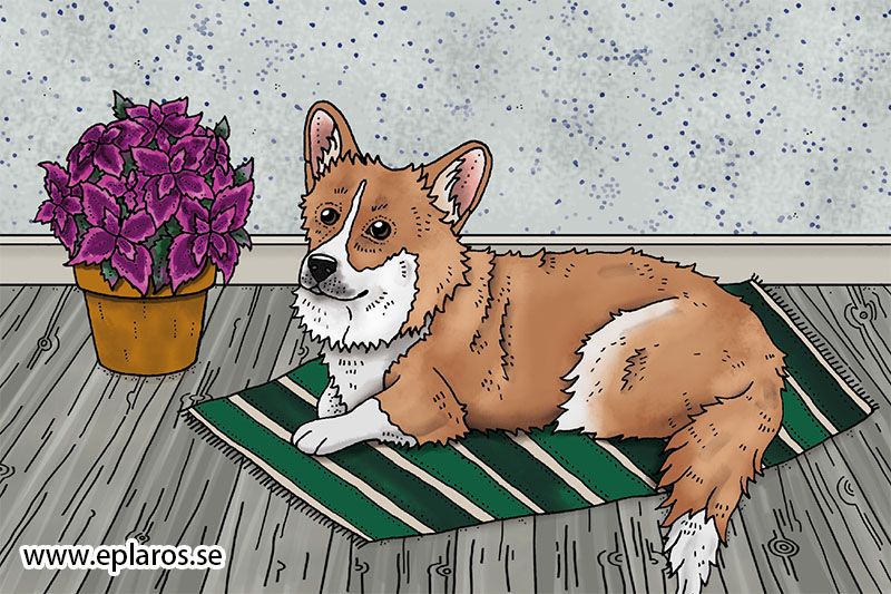 Vykort 10x15 cm Corgi