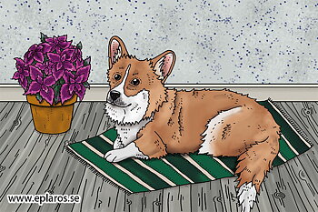 Vykort 10x15 cm Corgi