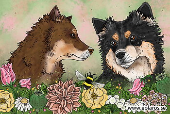 Vykort 10x15 cm Finska lapphundar