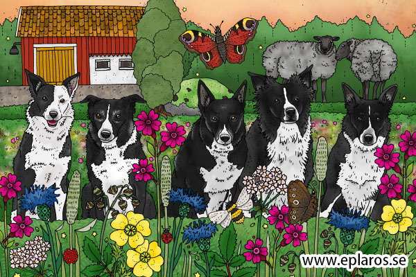 Vykort 10x15 cm Fem border collies