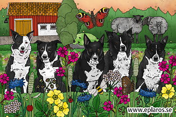 Vykort 10x15 cm Fem border collies