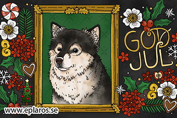 Vykort 10x15 cm Julkort Finsk lapphund