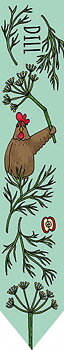Odlingspinne - Dill