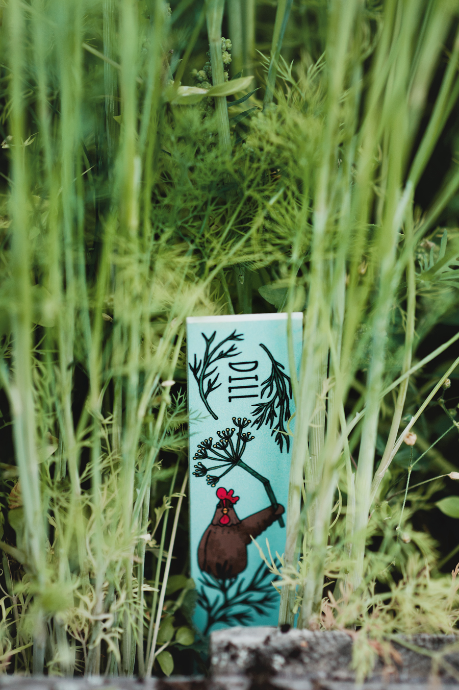 Odlingspinne - Dill - 3