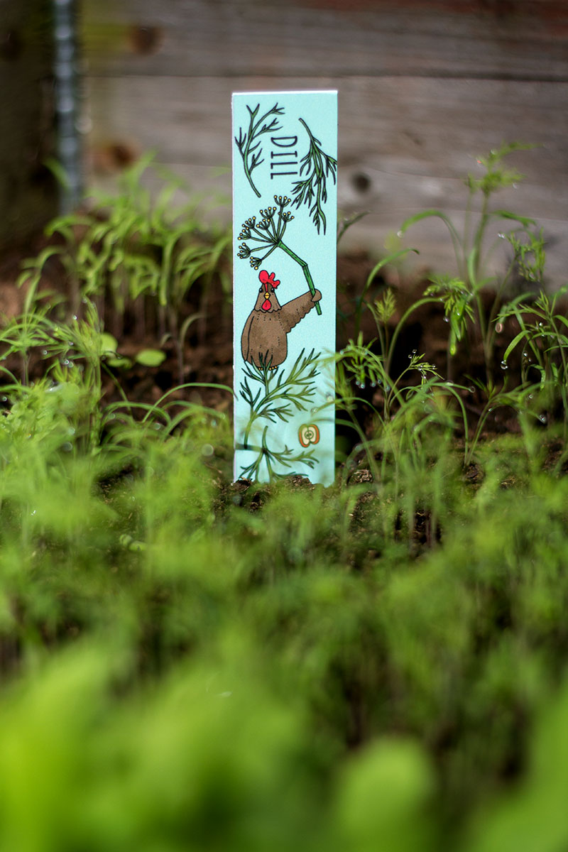 Odlingspinne - Dill - 4