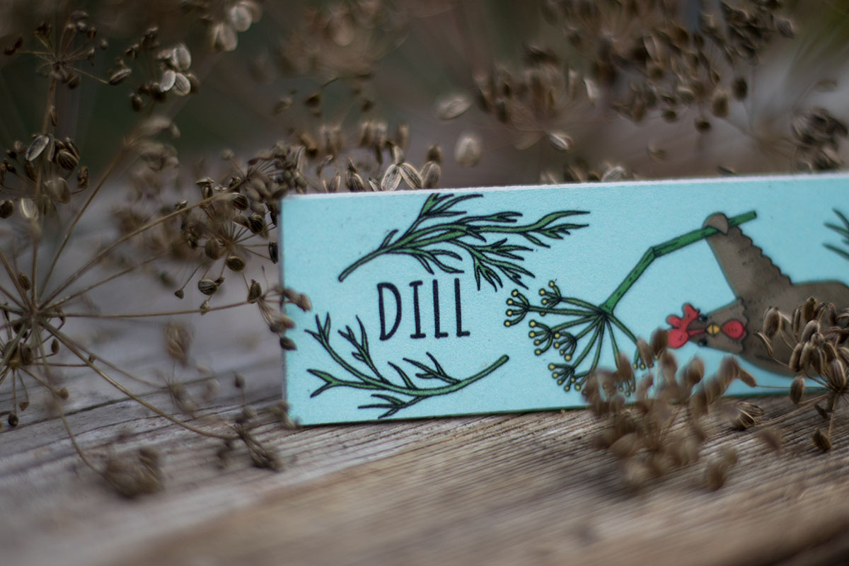 Odlingspinne - Dill - 2