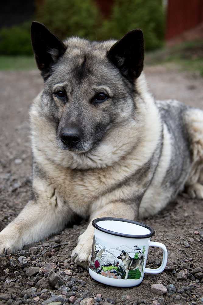 Emaljmugg - Gråhund - 3