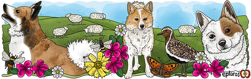 Emaljmugg - Isländsk fårhund - 2