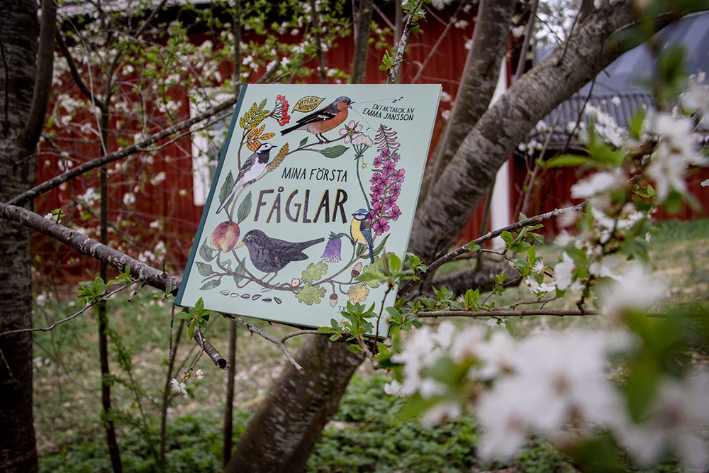 Mina första fåglar - 4