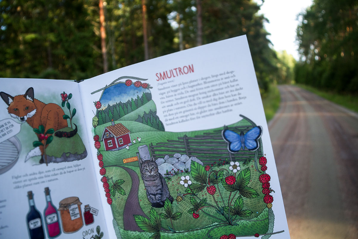 Mina första bär och svampar - 4