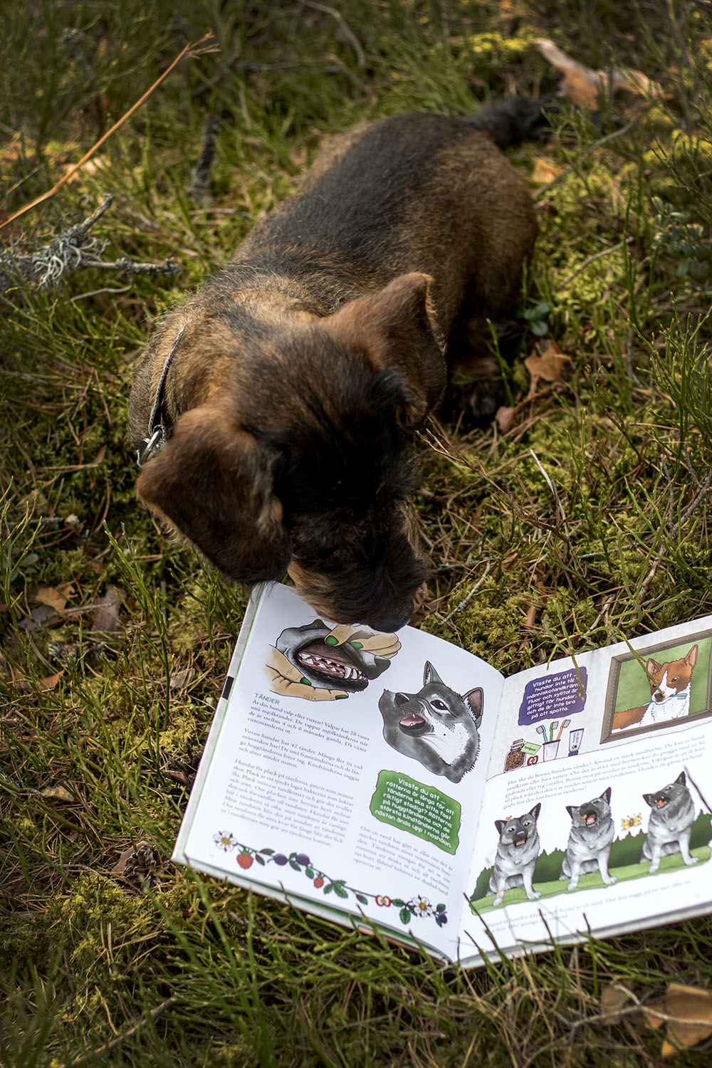 Lilla veterinärskolan - Din hund från nos till svans - 5
