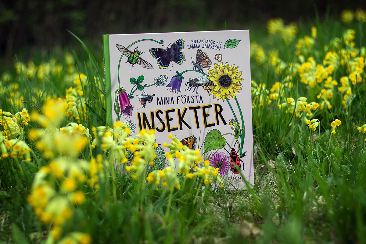 Mina första insekter - 4