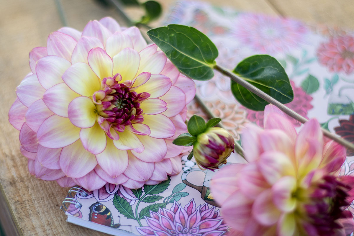 A5 Spiralblock Dahlia - 4