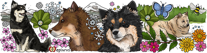 Emaljmugg - Finsk lapphund - 2