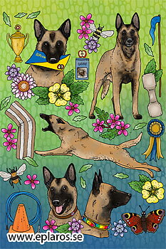 Vykort 10x15 cm  Belgisk malinois