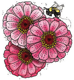 Fröbanken Zinnia - Exquisite