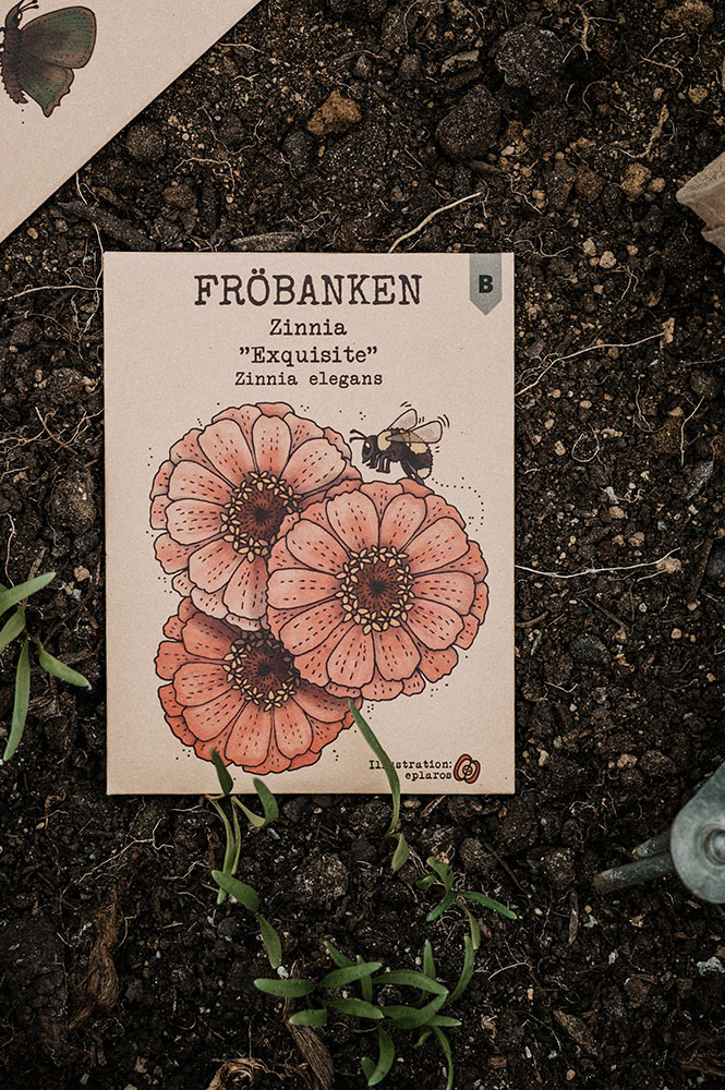 Fröbanken Zinnia - Exquisite - 2