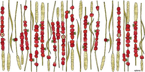Vattenflaska - Smultron på strå - 6