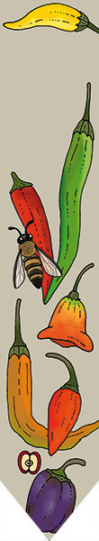 Odlingspinne - Egen text Chili