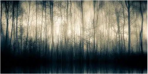 Forest whispers II