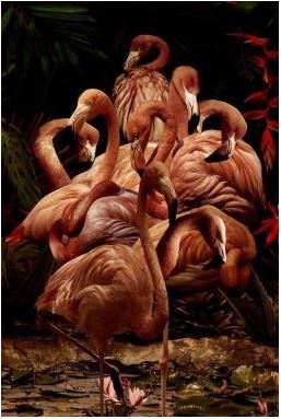 Flamingo paradise