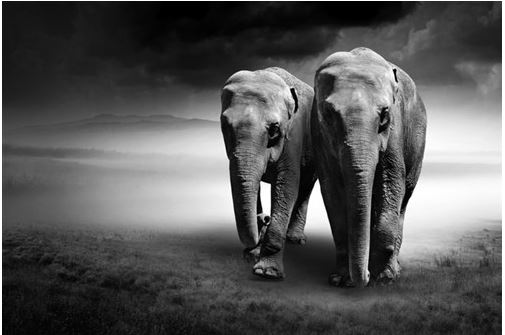 Elephant