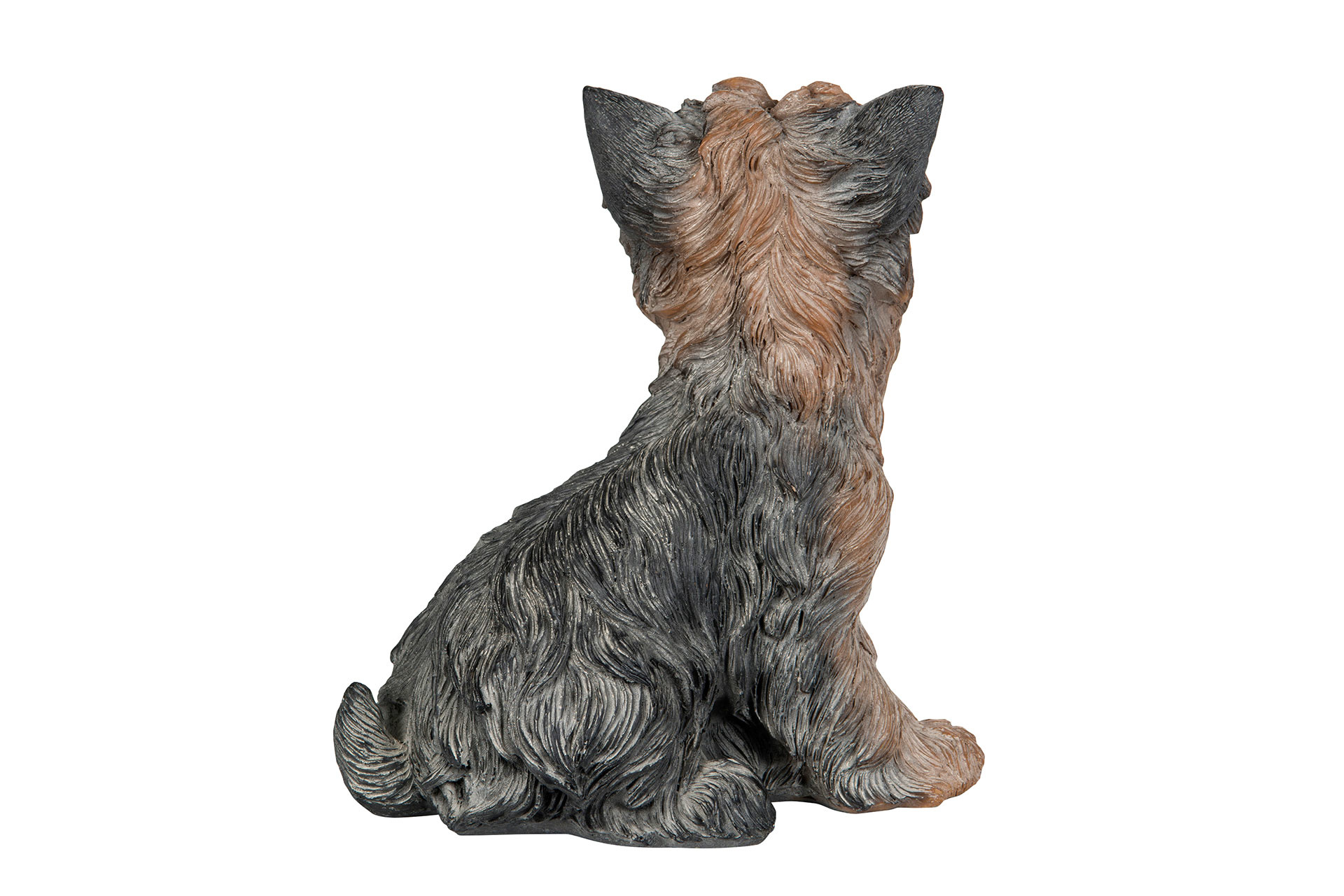 Hund Yorkshire - 3