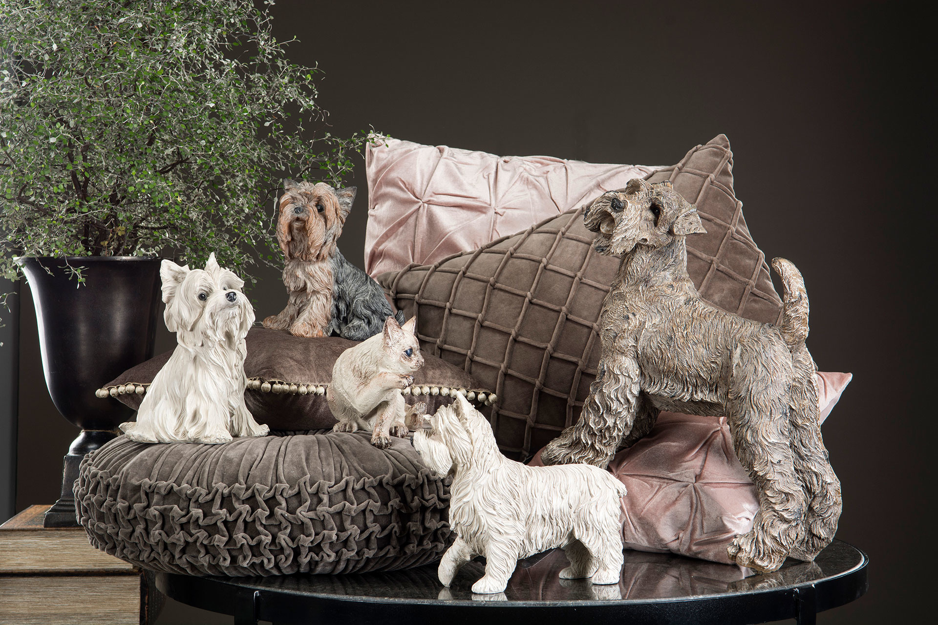 Hund Yorkshire - 4