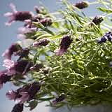 Ansiktsbehandling deep skin med lyxmask+30 min massage - 90 min