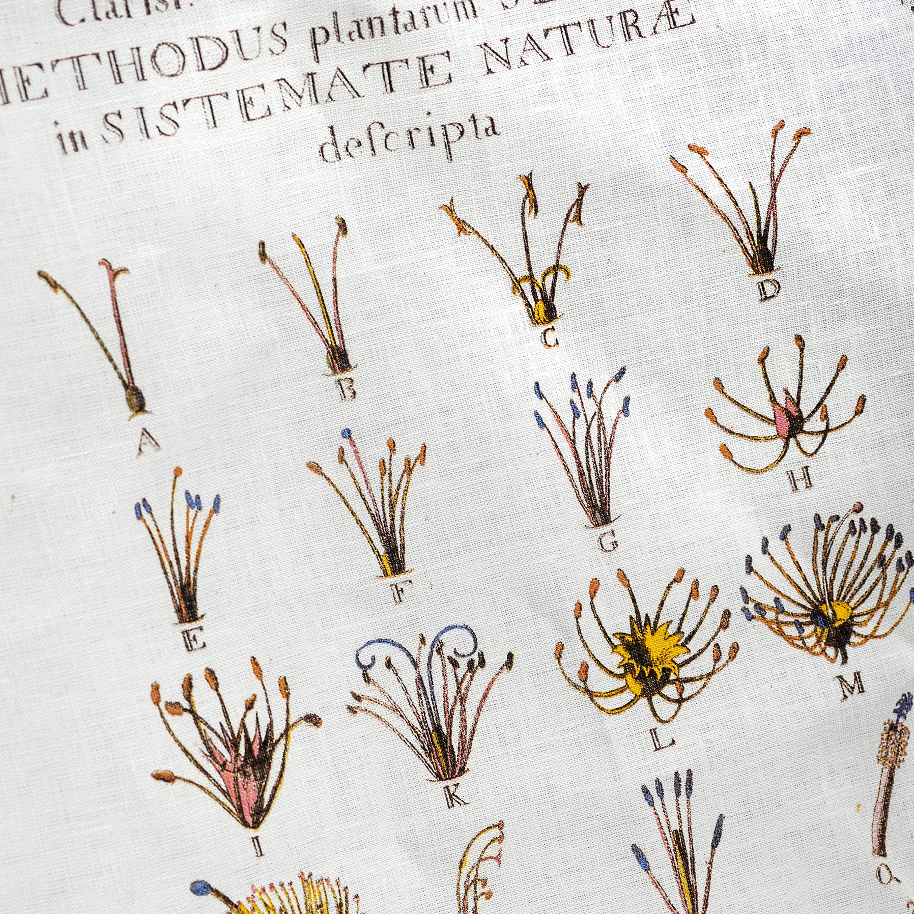 Tea towel, Linnaeus - 2