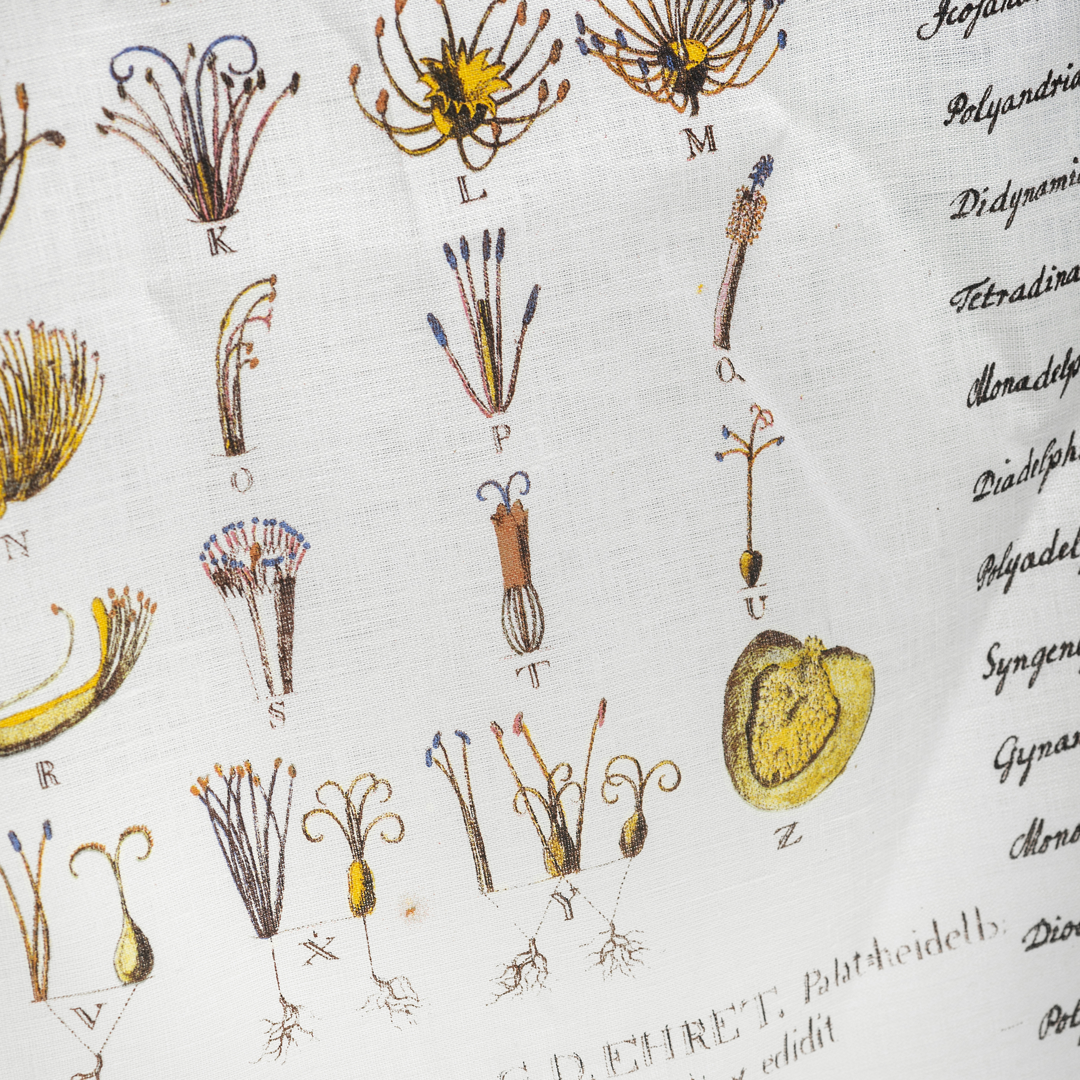 Tea towel, Linnaeus - 3