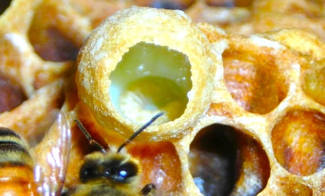 Queen bee jelly, Organic 10gr, axion esti, - 4