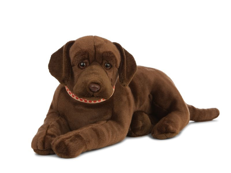 Living nature - Giant chocolate Lab