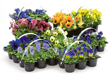 Penseer 6-pack
