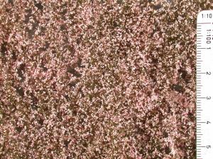 Körssbärsblom rosa