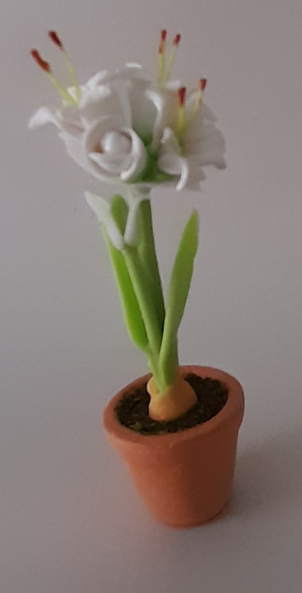 Amaryllis