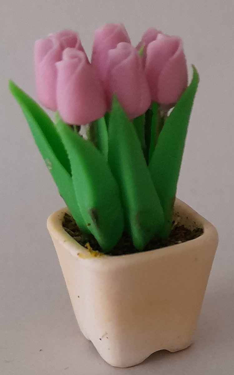 Tulips in pot pink