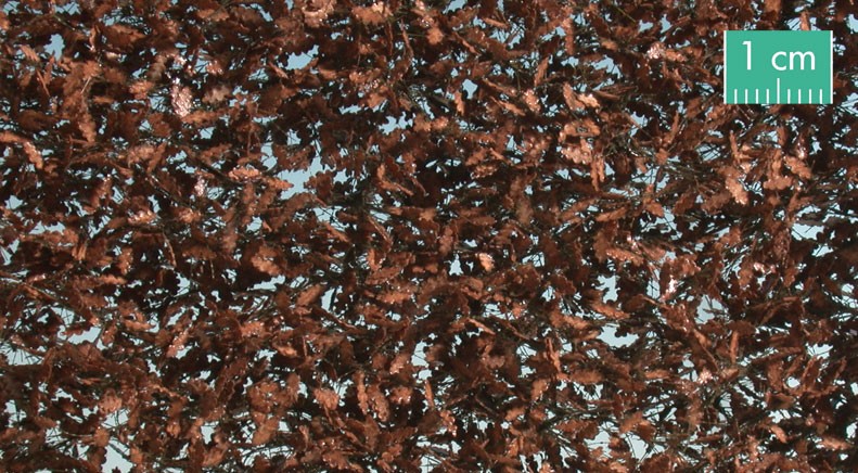 Oak late autumn