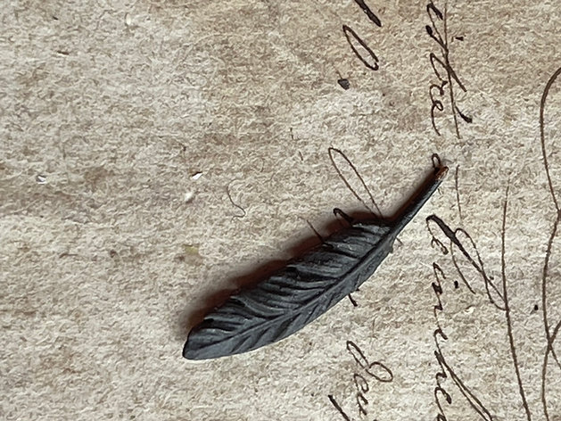 19th century Writing quills x 2 and a pen - from Alison Davies - 2