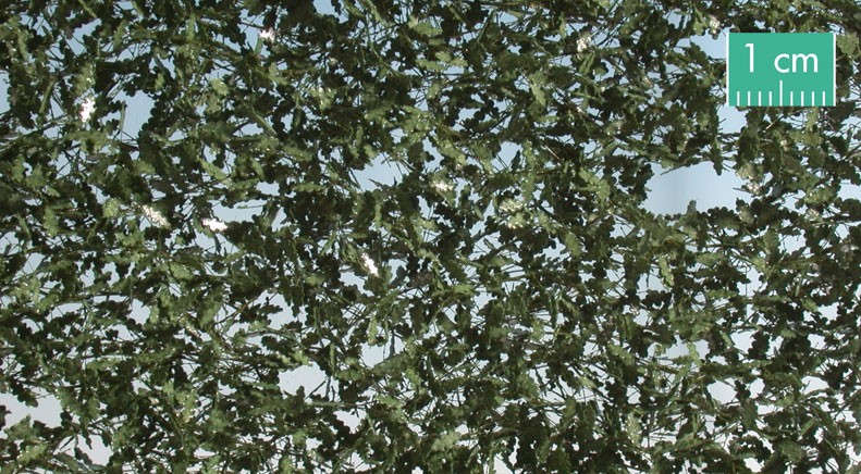 Oak leaves, foilage - summer