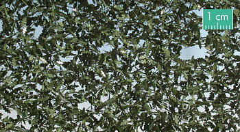 Oak leaves, foilage - summer