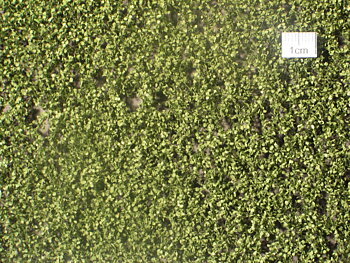 Birch tiny leaves, foilage -