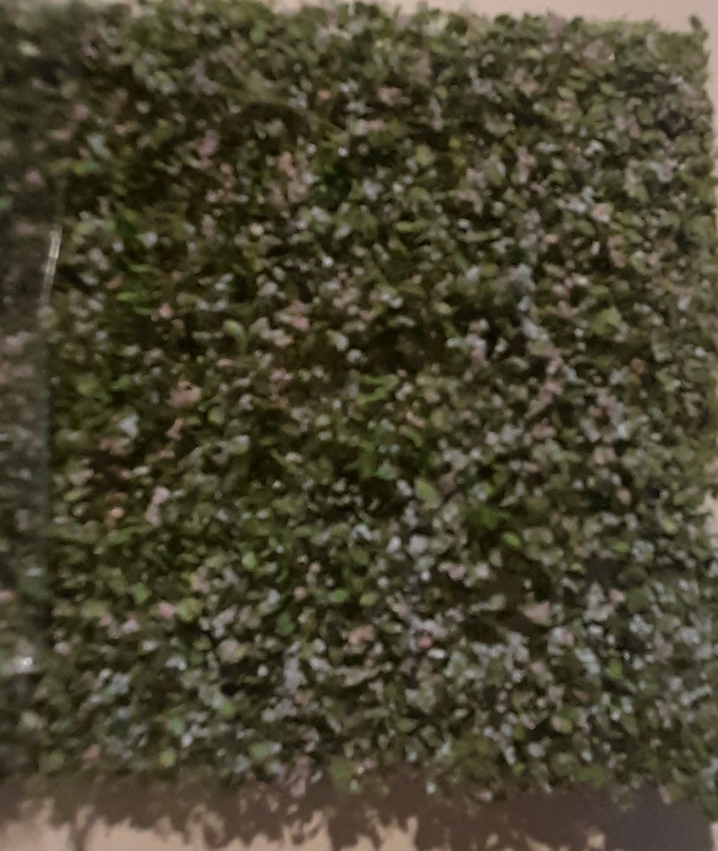 Appletree tiny leaves, foilage -