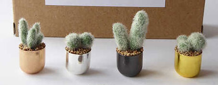 Cacti making kit 1:12- kit from Jane Harrop