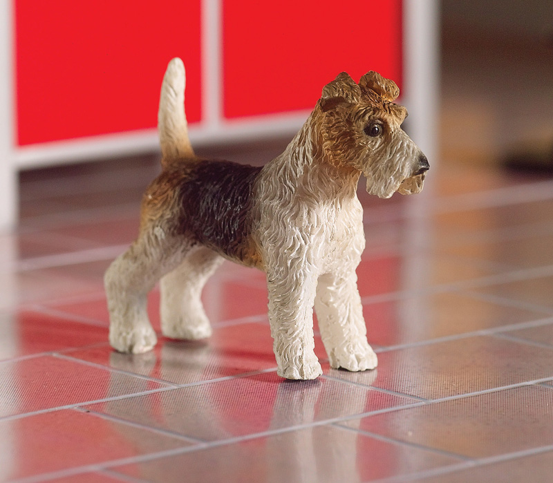 Dog, Foxterrier