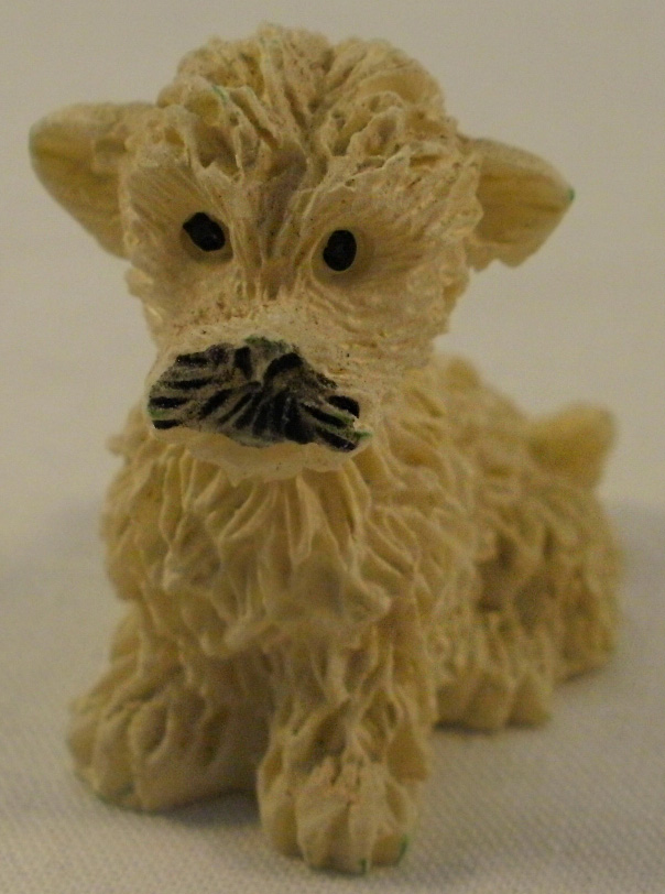 bichon havanais