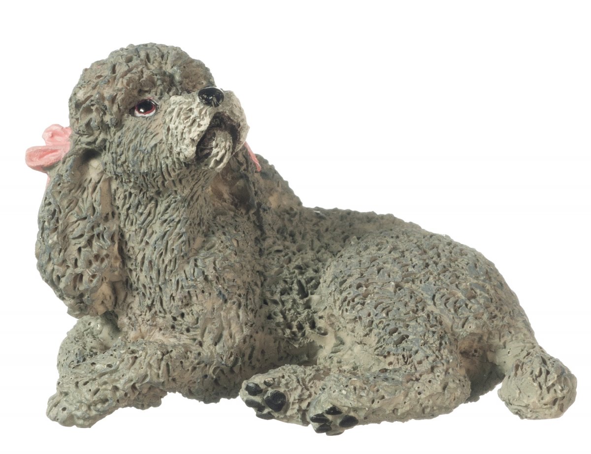 Poodle, grey