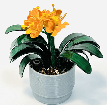 Clivia- flowerkit