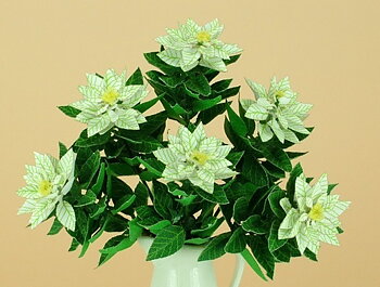 Poinsettia plant